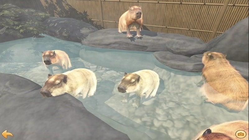 Capybara Zoo APK